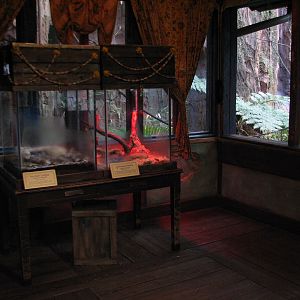 Maharajah Jungle Trek - Bat House Interior and Asian Giant Centipede and Wh