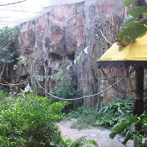 Maharajah Jungle Trek - Rodrigues Fruit Bat and Malayan Flying Fox Exhibit