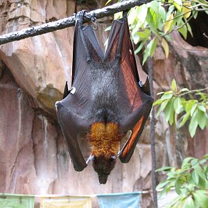 Maharajah Jungle Trek - Rodrigues Fruit Bat and Malayan Flying Fox Exhibit