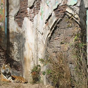 Maharajah Jungle Trek - First Tiger Exhibit