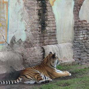Maharajah Jungle Trek - First Tiger Exhibit