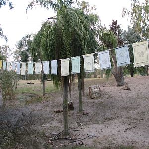 Maharajah Jungle Trek - Banteng, Blackbuck, and Elds Deer Exhibit