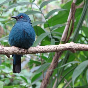 Maharajah Jungle Trek - Aviary - Fairy Bluebird