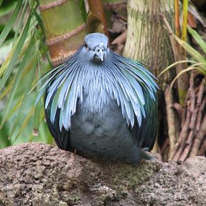 Maharajah Jungle Trek - Aviary - Nicobar Pigeon