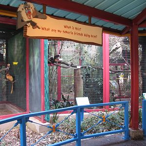 Rafikis Planet Watch - Habitat Habit! - Cottontop and Golden Lion Tamarin E