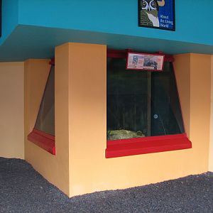 Rafikis Planet Watch - Conservation Station - Gopher Tortoise Exhibit