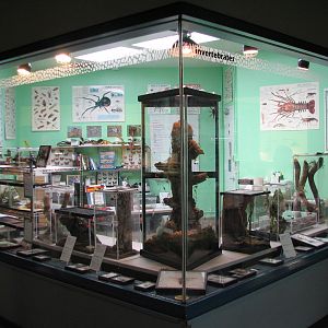 Rafikis Planet Watch - Conservation Station - Invertebrate Room