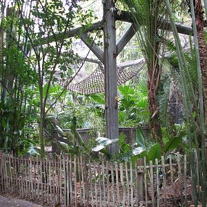 Pangani Forest Exploration Trail - Angolan Colobus Exhibit