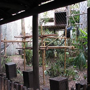 Pangani Forest Exploration Trail - Angolan Colobus Exhibit