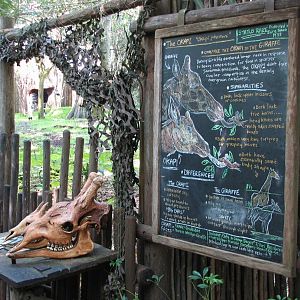 Pangani Forest Exploration Trail - Okapi, Yellow-backed Duiker, and Stanley