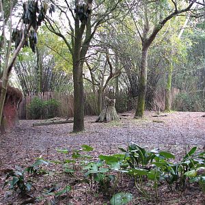 Pangani Forest Exploration Trail - Okapi, Yellow-backed Duiker, and Stanley