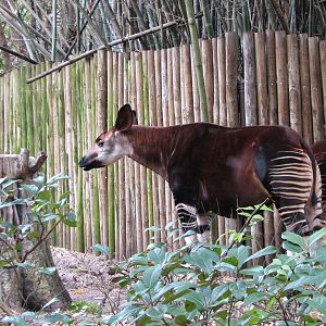 Pangani Forest Exploration Trail - Okapi