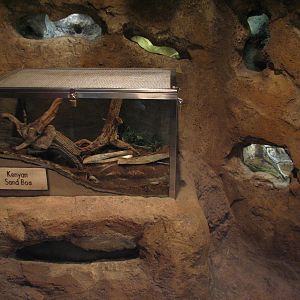 Pangani Forest Exploration Trail - Research Station - Naked Mole Rat and Ke