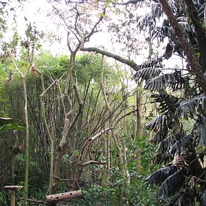 Pangani Forest Exploration Trail - Aviary
