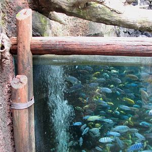 Pangani Forest Exploration Trail - Aviary - Lake Victoria Cichlids