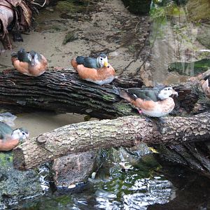 Pangani Forest Exploration Trail - Aviary - Pygmy Goose and Hottentot Teal