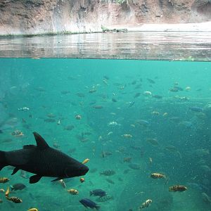 Pangani Forest Exploration Trail - Hippo Exhibit