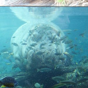 Pangani Forest Exploration Trail - Hippo