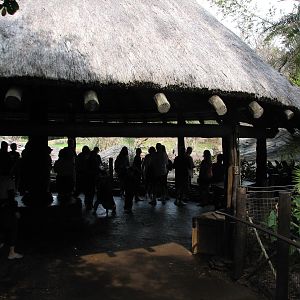 Pangani Forest Exploration Trail - Savanna Overlook Viewing Shelter