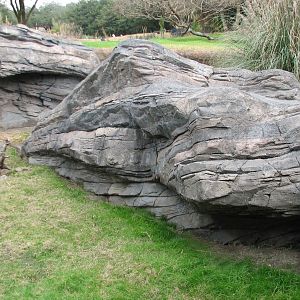 Pangani Forest Exploration Trail - Meerkat and Gerenuk Exhibits