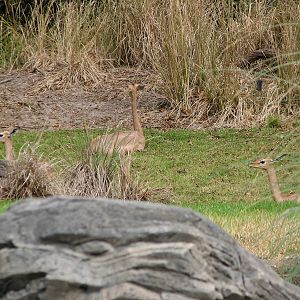Pangani Forest Exploration Trail - Gerenuk
