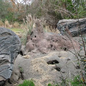 Pangani Forest Exploration Trail - Meerkat Exhibit