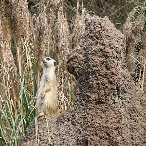 Pangani Forest Exploration Trail - Meerkat