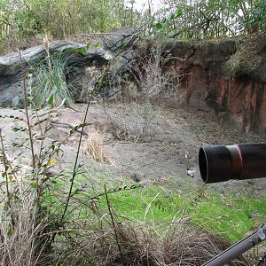Pangani Forest Exploration Trail - Meerkat Exhibit