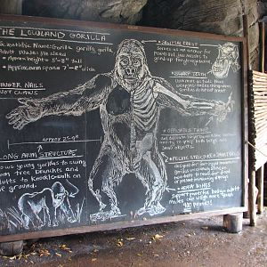 Pangani Forest Exploration Trail - Family Gorilla Exhibit Viewing Shelter