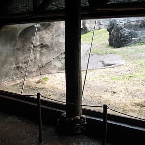 Pangani Forest Exploration Trail - Family Gorilla Exhibit Viewing Shelter