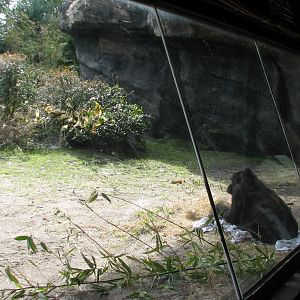 Pangani Forest Exploration Trail - Family Gorilla Exhibit Viewing Shelter