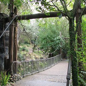 Pangani Forest Exploration Trail - Suspension Bridge Near Gorilla Exhibits