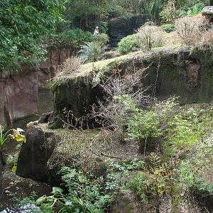 Pangani Forest Exploration Trail - Family Gorilla Exhibit