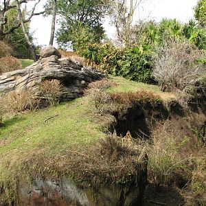 Pangani Forest Exploration Trail - Family Gorilla Exhibit