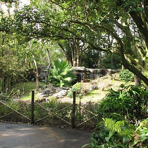 Pangani Forest Exploration Trail - Family Gorilla Exhibit