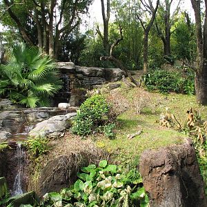 Pangani Forest Exploration Trail - Family Gorilla Exhibit