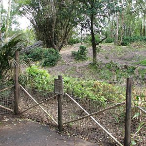 Pangani Forest Exploration Trail - Bachelor Gorilla Exhibit