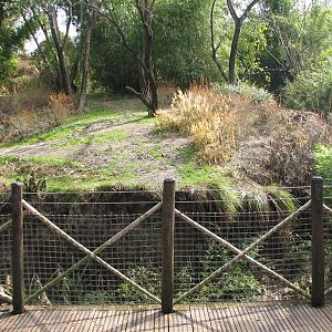 Pangani Forest Exploration Trail - Bachelor Gorilla Exhibit