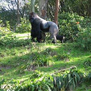 Pangani Forest Exploration Trail - Bachelor Gorilla Exhibit
