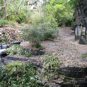 Pangani Forest Exploration Trail - Bachelor Gorilla Exhibit