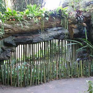 Pangani Forest Exploration Trail - Bachelor Gorilla Exhibit