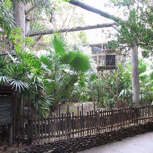 Pangani Forest Exploration Trail - Angolan Colobus Exhibit - Second Viewing