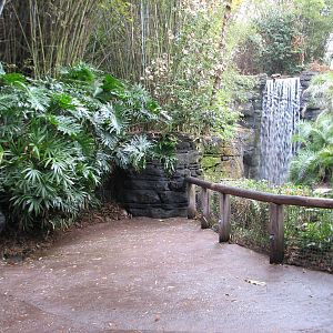 Pangani Forest Exploration Trail - Bachelor Gorilla Exhibit