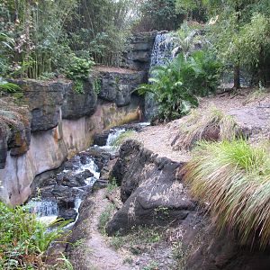 Pangani Forest Exploration Trail - Bachelor Gorilla Exhibit