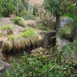 Pangani Forest Exploration Trail - Bachelor Gorilla Exhibit