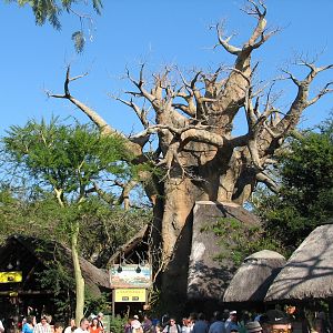 Kilimanjaro Safaris - Ride Entry