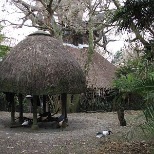 Kilimanjaro Safaris - West African Crowned Crane and Sacred Ibis Exhibit in