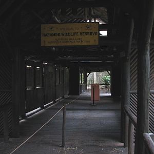Kilimanjaro Safaris - Ride Queue
