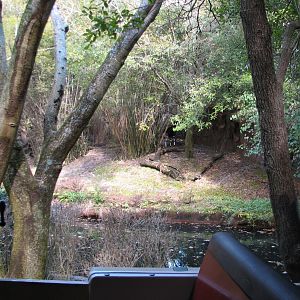 Kilimanjaro Safaris - Okapi Exhibit
