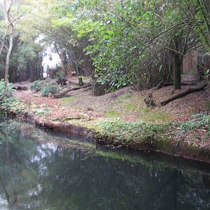 Kilimanjaro Safaris - Okapi Exhibit